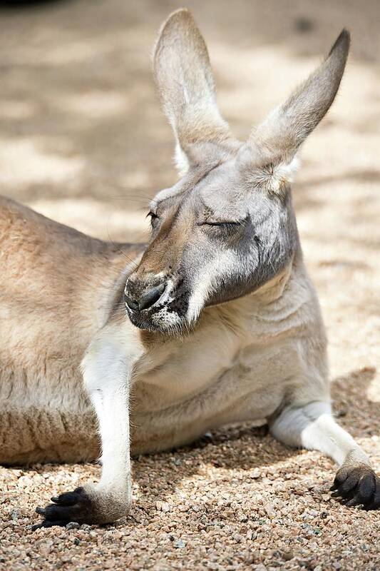 Kangaroo Poster featuring the photograph Kangaroo Relaxing On Ground In The Sun #1 by Alex Grichenko