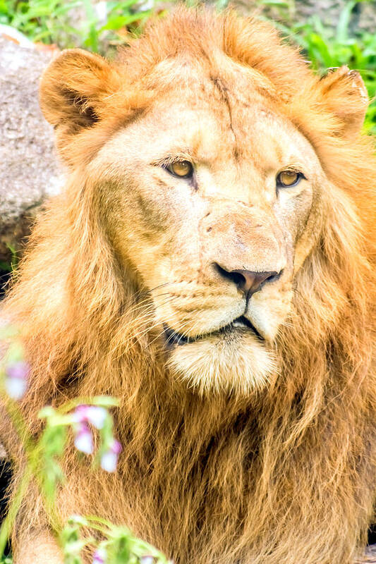 Animal Poster featuring the photograph Majestic Lion #1 by Jijo George
