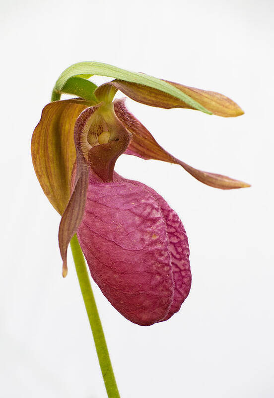 Pink Lady's Slipper Poster featuring the photograph Moccasin Flower #1 by Jim Zablotny