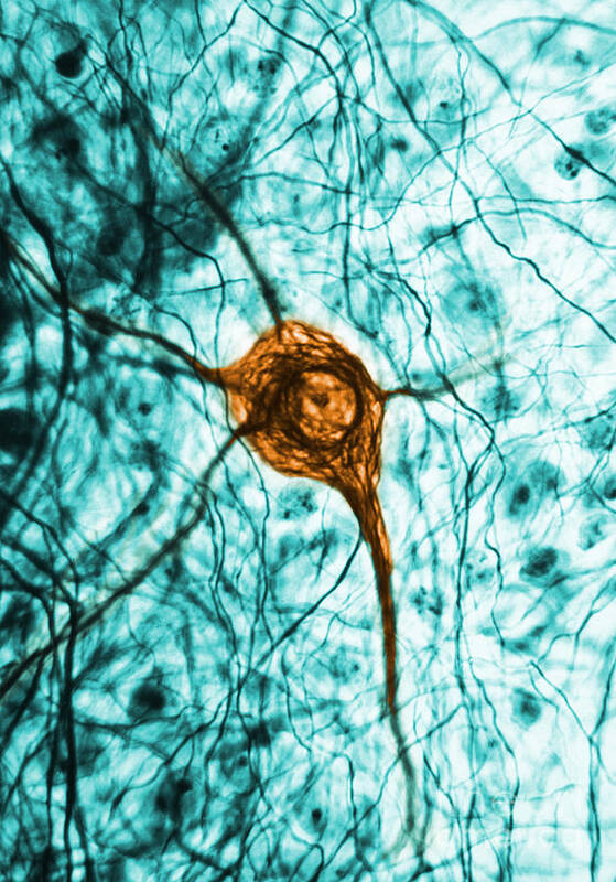 Cell Poster featuring the photograph Neuron, Tem #1 by Science Source