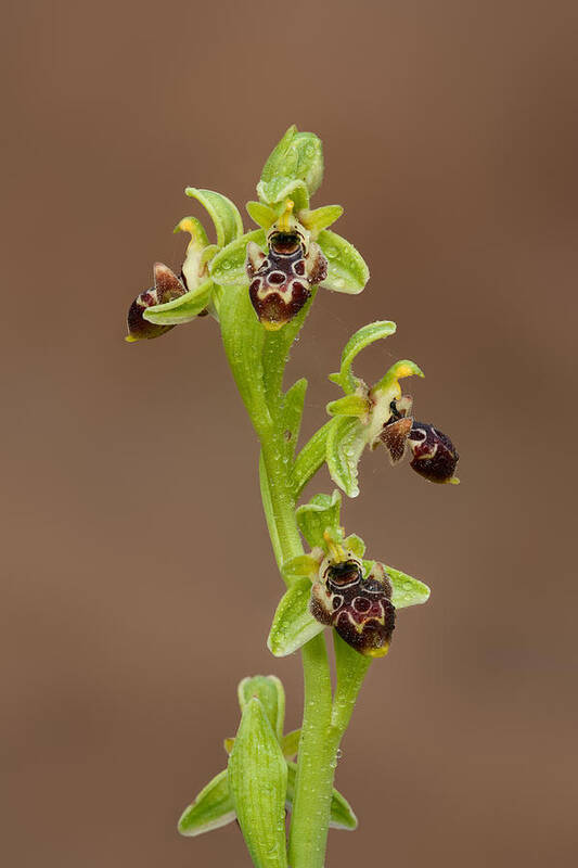 Ophrys Carmeli Poster featuring the photograph Ophrys Carmeli #1 by Yuri Peress