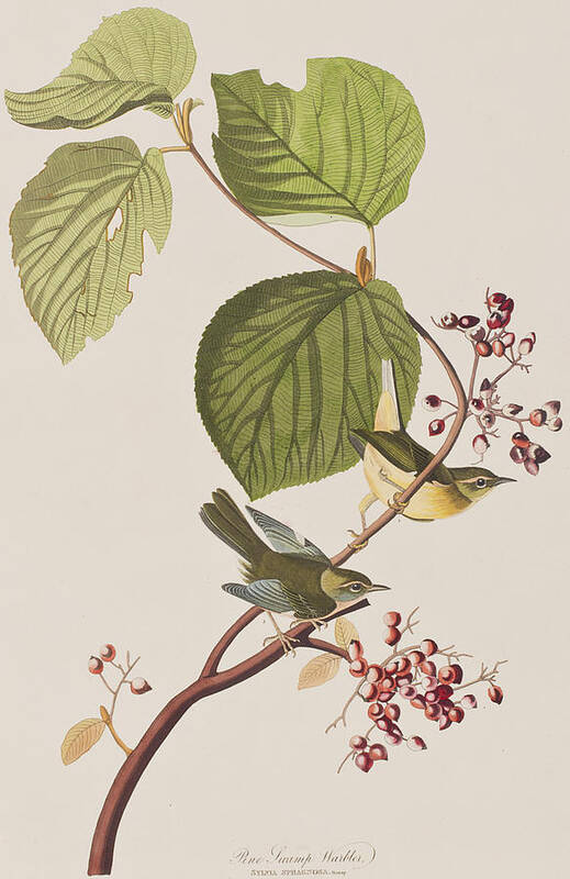 Pine Swamp Warbler Poster featuring the painting Pine Swamp Warbler by John James Audubon