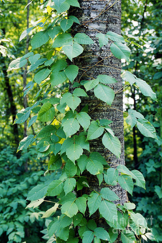 Poison Ivy Poster featuring the photograph Poison Ivy #1 by John Kaprielian