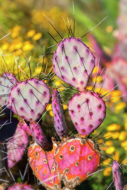 Prickly Pear Cactus Poster featuring the photograph Purple Prickly Pear Cactus #1 by Saija Lehtonen