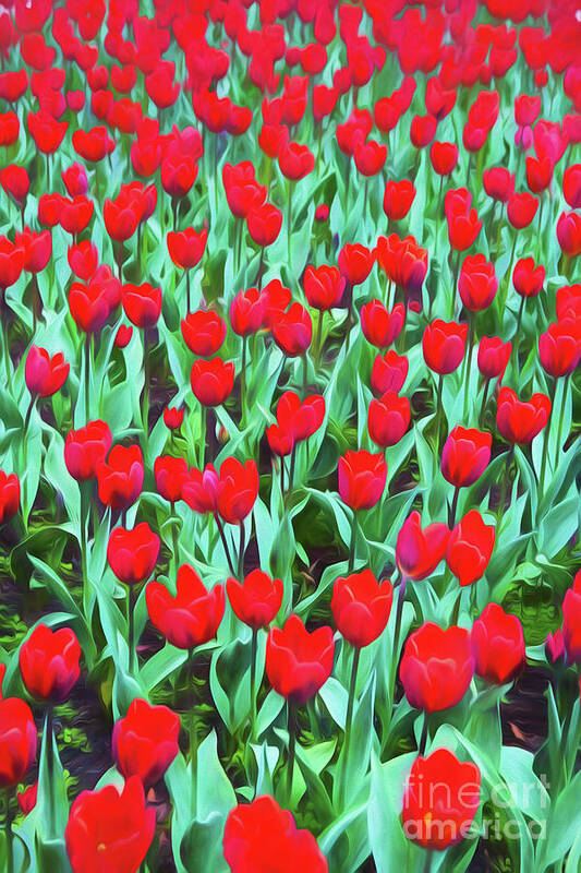 Red Tulips Poster featuring the photograph Red tulips #1 by Sheila Smart Fine Art Photography