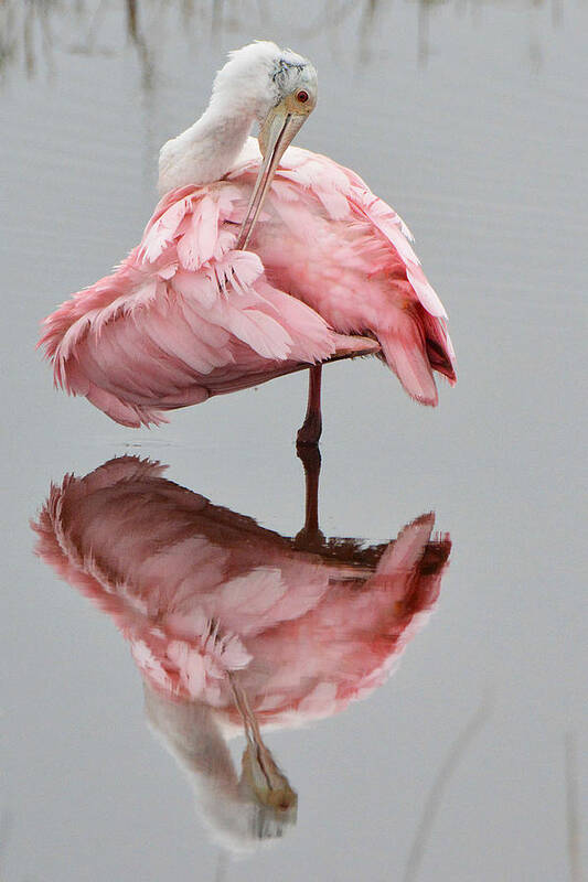 Bird Poster featuring the photograph Roseate Spoonbill #1 by Alan Lenk