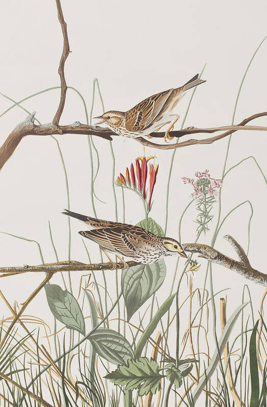 Savannah Finch Poster featuring the painting Savannah Finch by John James Audubon