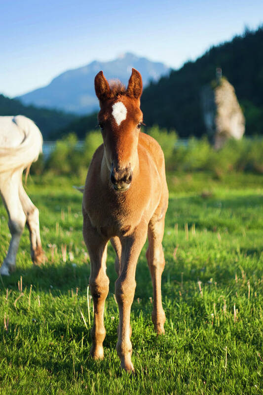 Romania Poster featuring the photograph Small Baby Horse In Nature #1 by Ioan Panaite