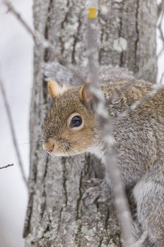 Squirrel Poster featuring the photograph Squirrel #1 by Josef Pittner