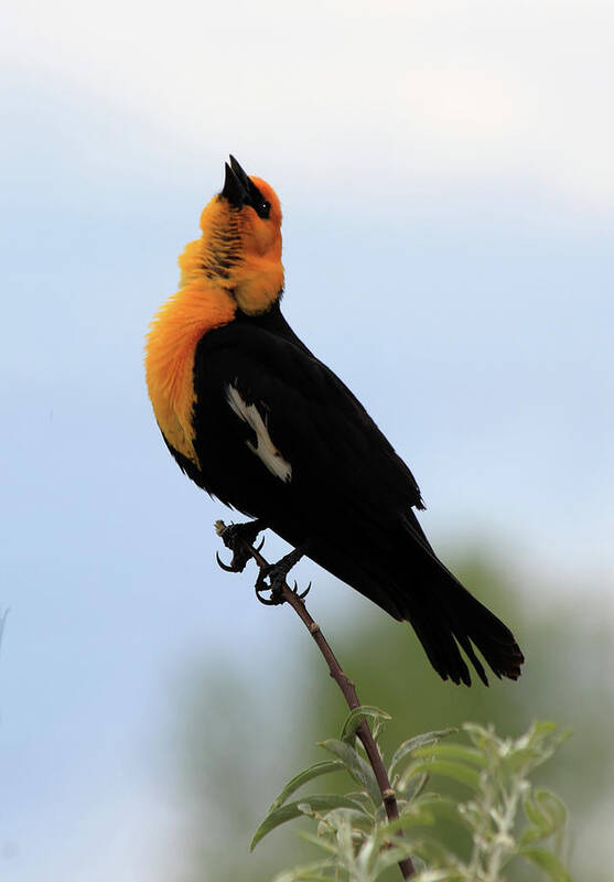 Yellow-headed Blackbird Poster featuring the photograph Standing Tall #2 by Shane Bechler