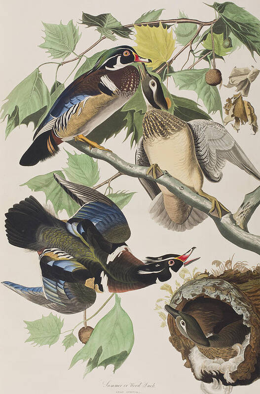 Summer Or Wood Duck Poster featuring the painting Summer or Wood Duck by John James Audubon