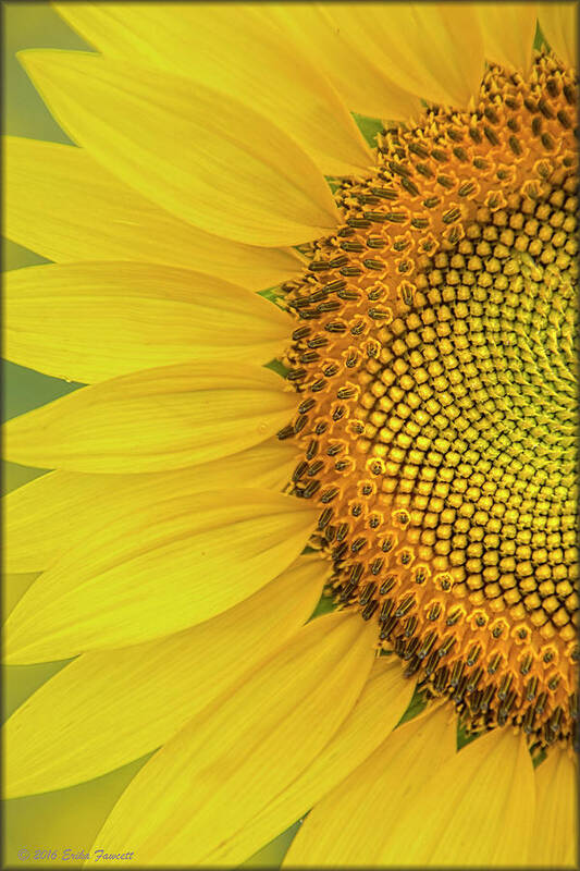 Sunflower Poster featuring the photograph Sunflower Petals #1 by Erika Fawcett
