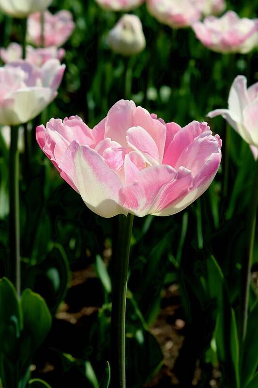 Tulip Poster featuring the photograph Tulip #1 by Sarah Lilja