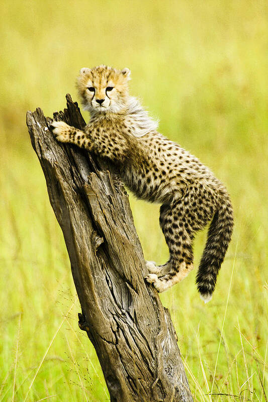 Africa Poster featuring the photograph What a Cutie by Michele Burgess