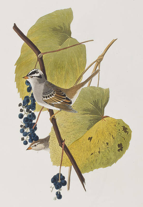 Audubon Poster featuring the painting White-crowned Sparrow by John James Audubon