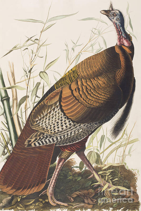Turkey Poster featuring the painting Wild Turkey by John James Audubon