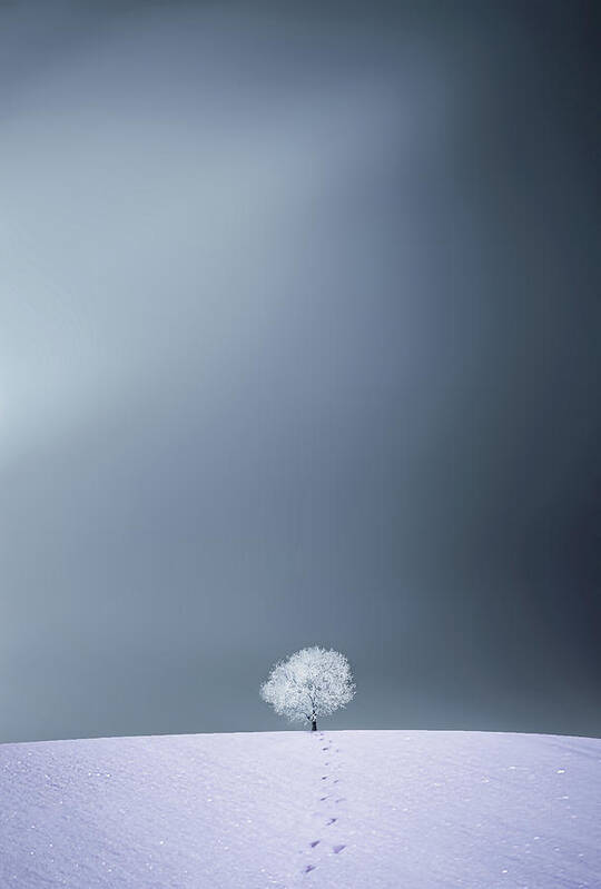 Landscape Poster featuring the photograph Winter Tree #1 by Bess Hamiti