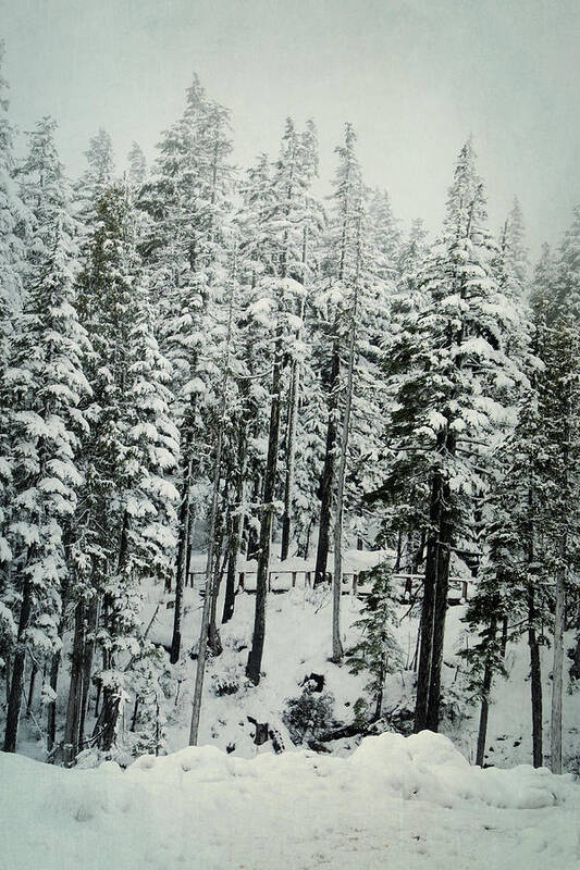 Winter Poster featuring the photograph Through the Woods by Marilyn Wilson