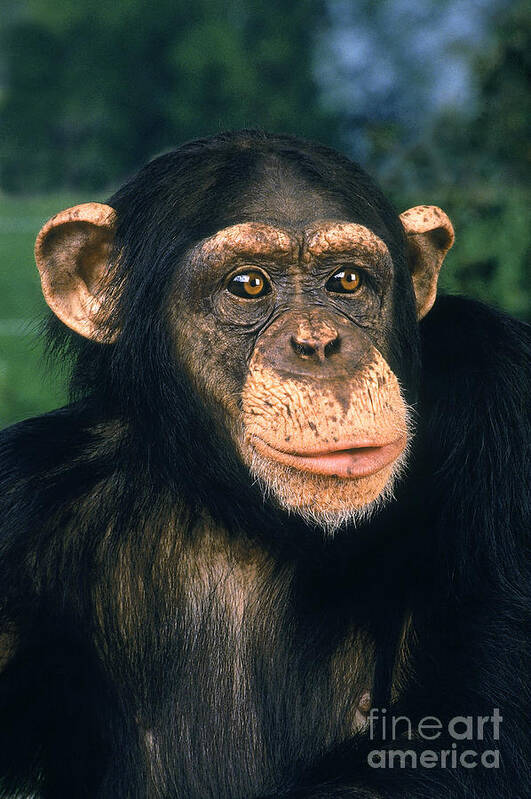 Adult Poster featuring the photograph Chimpanzee Pan Troglodytes #10 by Gerard Lacz