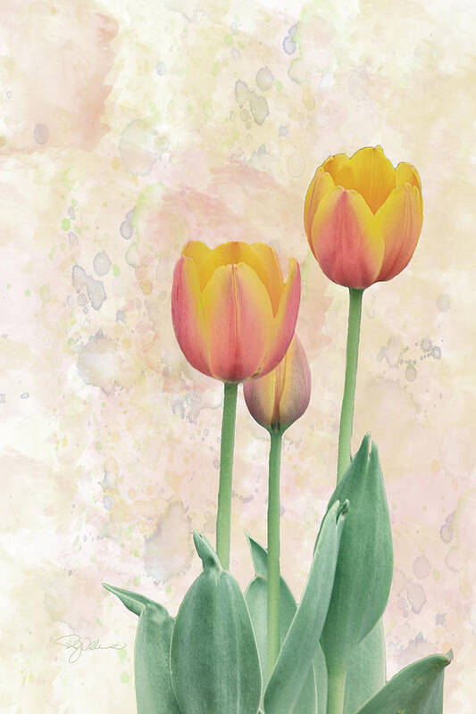 Tulip Poster featuring the photograph 10915 Tip Toe Thru the Tulips by Pamela Williams