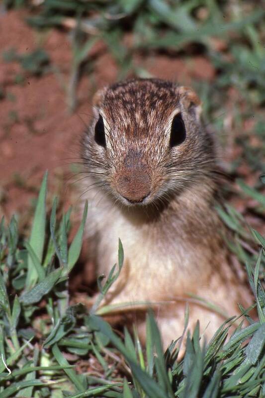 Ground Squirrel Poster featuring the photograph I'm Too Cute by Buck Buchanan