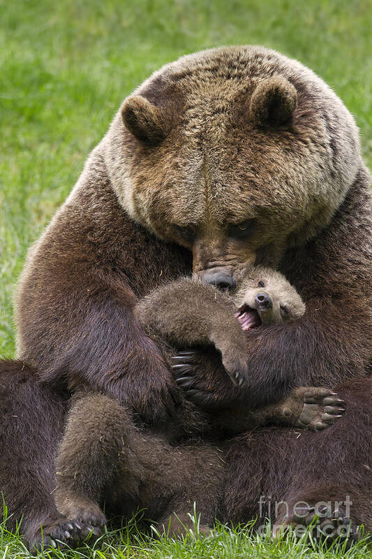 Cute Poster featuring the photograph Mother bear cuddling cub by Arterra Picture Library