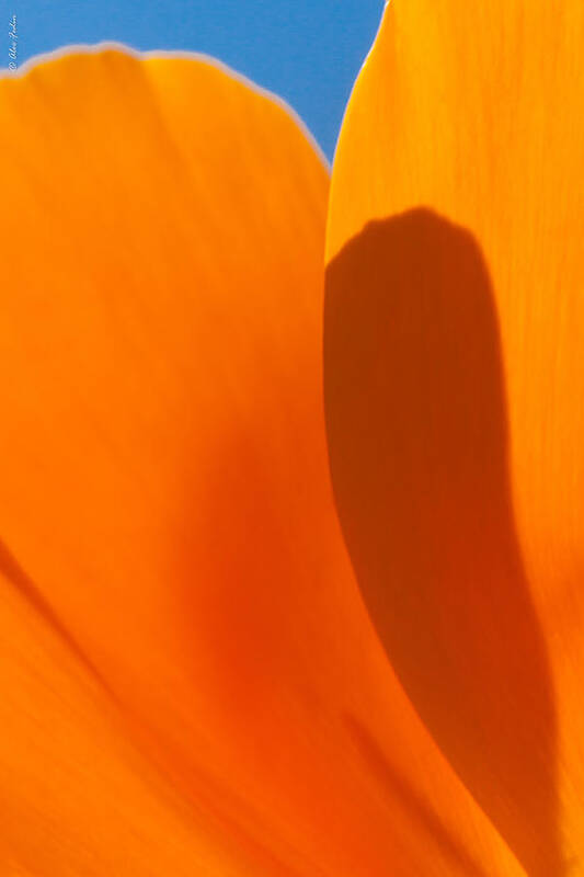 California Poster featuring the photograph Californian Poppies #2 by Alexander Fedin