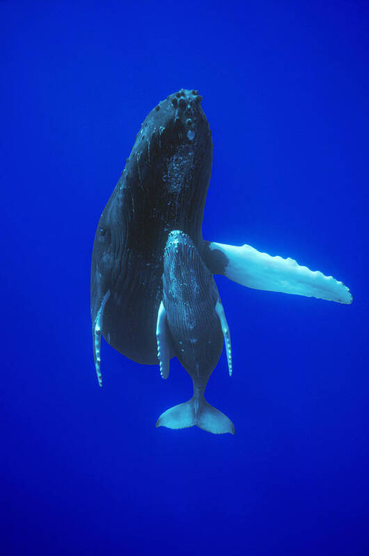 00114440 Poster featuring the photograph Humpback Whale Mother And Calf Off Maui #2 by Flip Nicklin