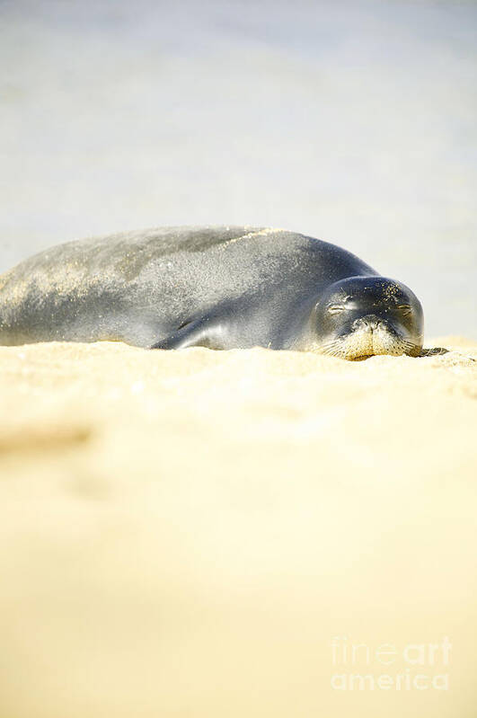Adorable Poster featuring the photograph Monk Seal Pup #2 by Kicka Witte - Printscapes