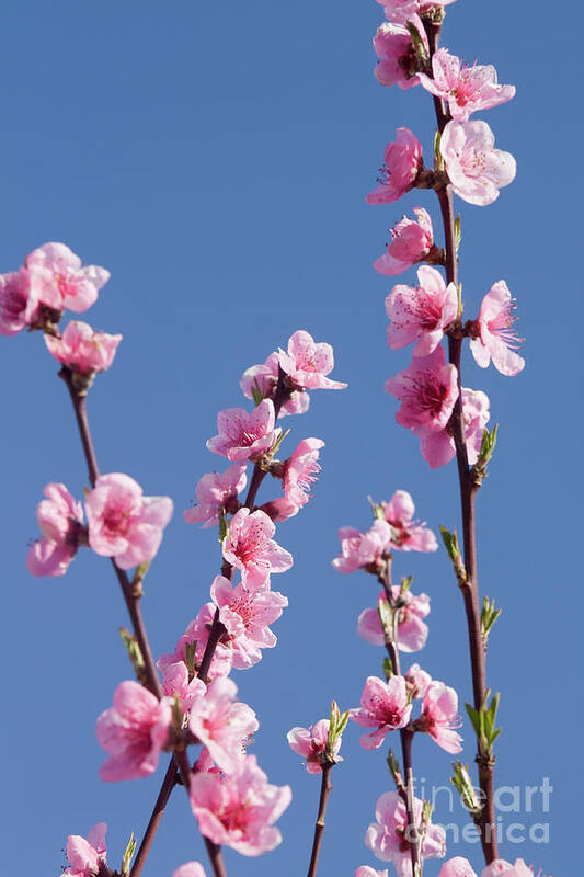Peach Poster featuring the photograph Peach tree flowers #2 by Irina Afonskaya