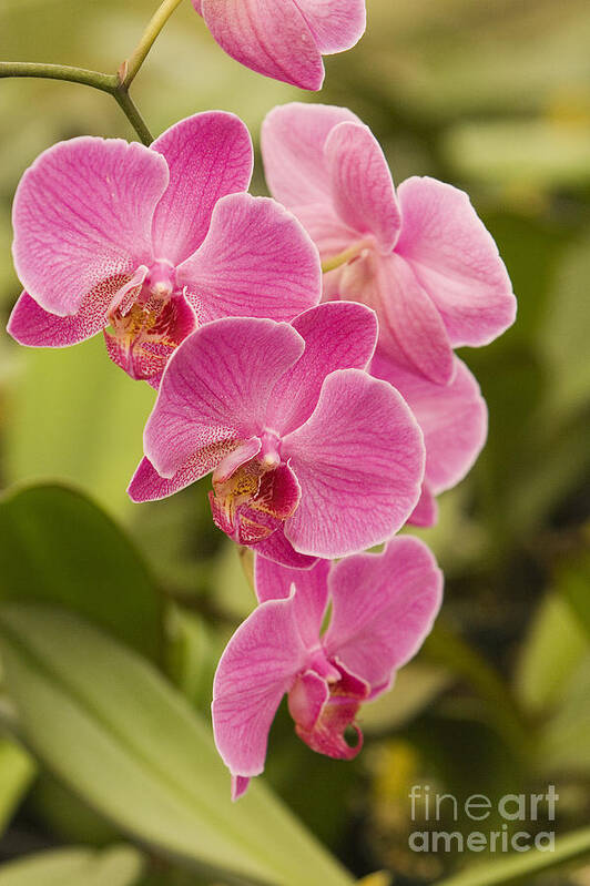 Attractive Poster featuring the photograph Pink Orchids #2 by Ron Dahlquist - Printscapes