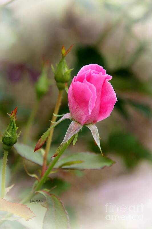 Rose Poster featuring the photograph Pink Rose #2 by Yumi Johnson