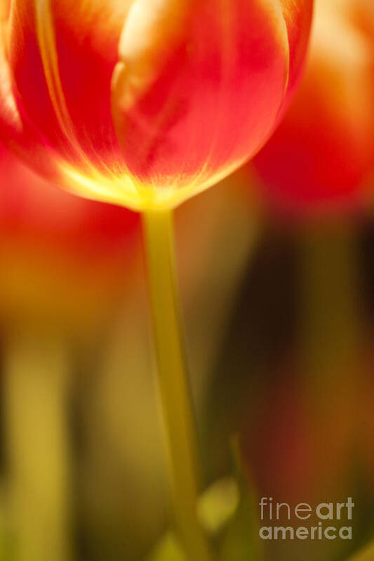 Tulip Poster featuring the photograph Red Tulips #1 by Heiko Koehrer-Wagner