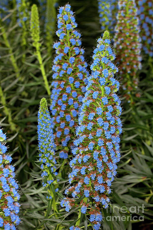 Echium Candicans Poster featuring the photograph Select Blue Pride-of-Madeira #2 by Anthony Totah