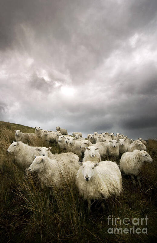 Welsh Poster featuring the photograph Welsh lamb #2 by Ang El