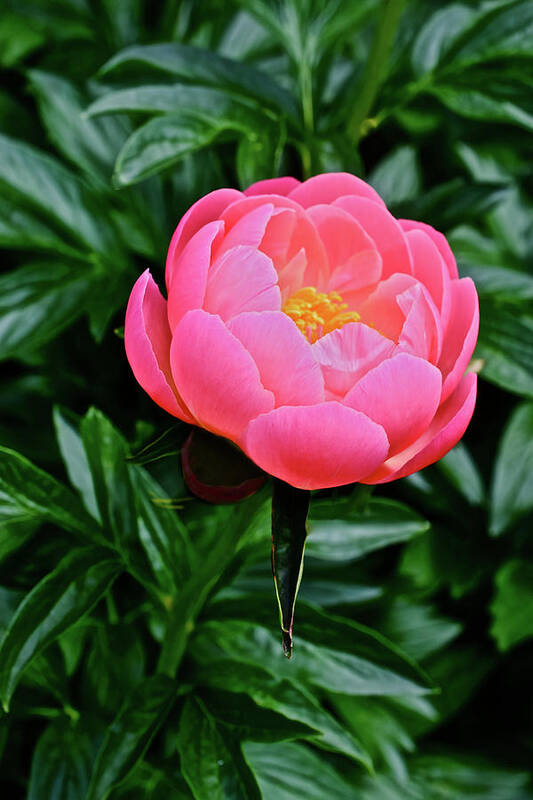Peony Poster featuring the photograph 2017 End of May at the Gardens Pink Hawaiian Coral Peony by Janis Senungetuk