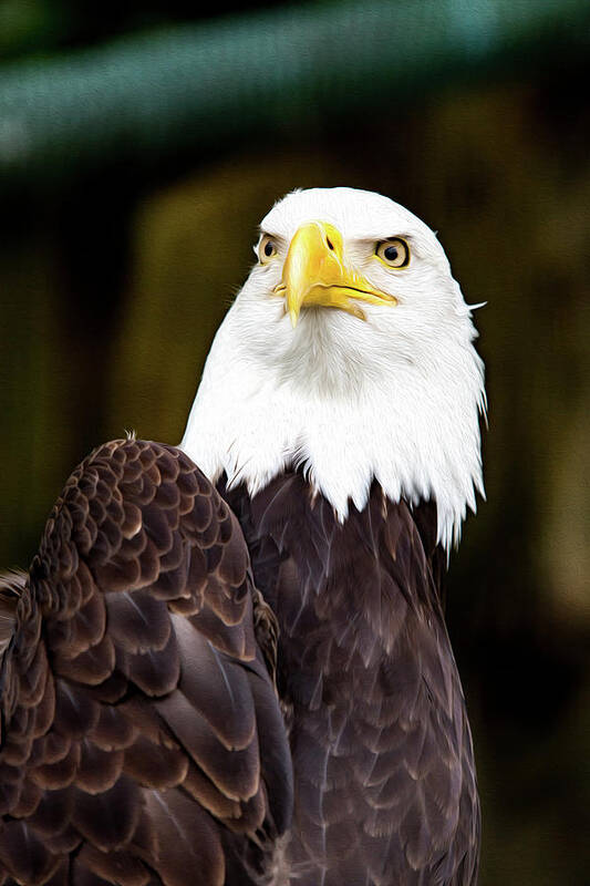 Bird Poster featuring the digital art Bald Eagle #4 by Birdly Canada