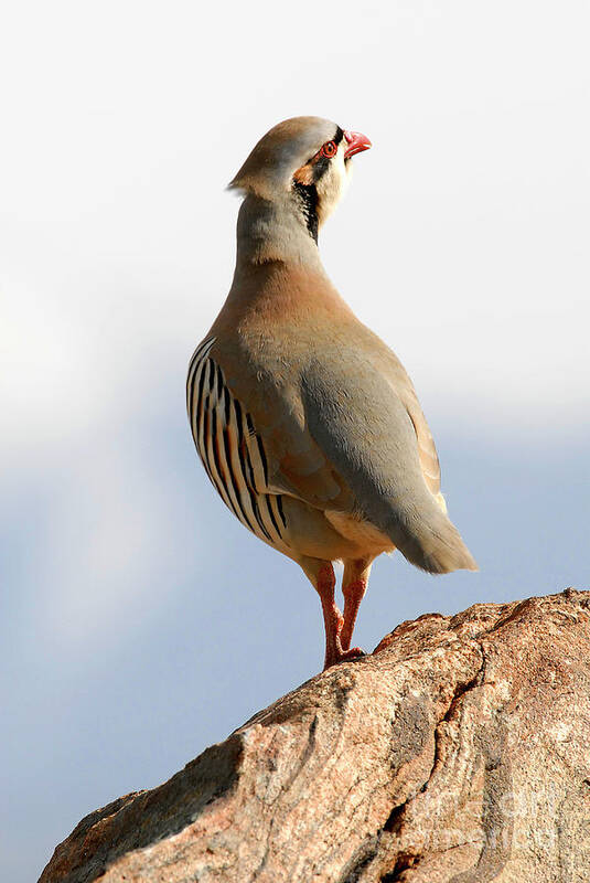 Bird Poster featuring the photograph Chukar #3 by Dennis Hammer