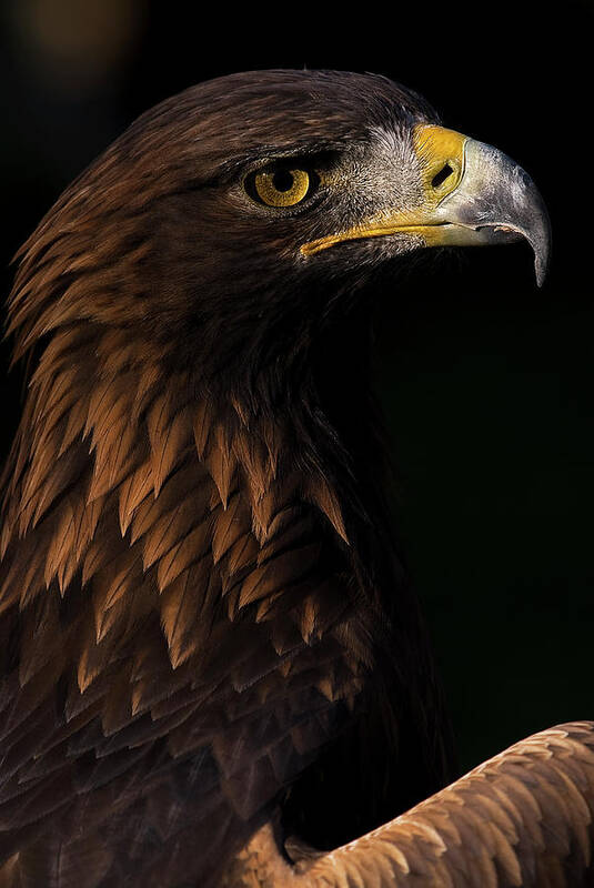 European Golden Eagle Poster featuring the photograph European Golden Eagle #3 by JT Lewis