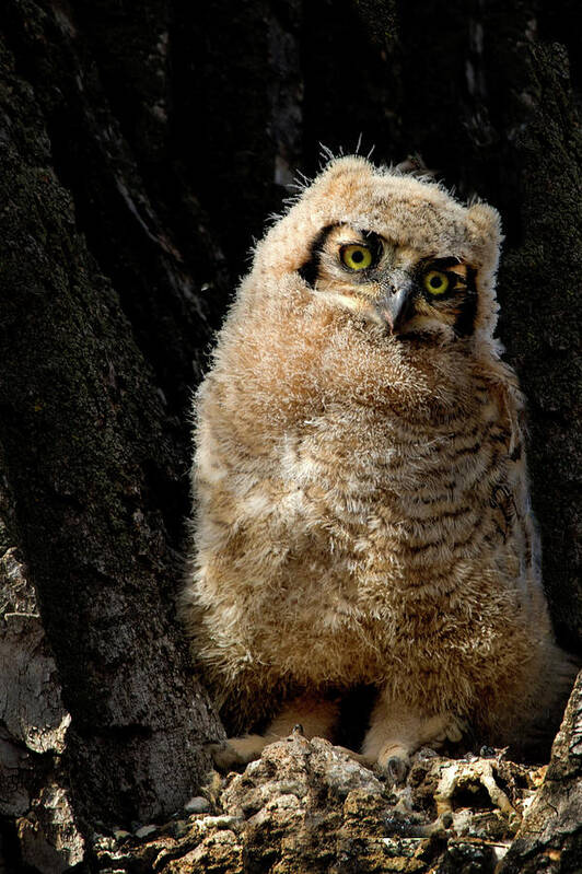 Great Horned Owl Poster featuring the photograph Great Horned Owlet #3 by Dawn Key