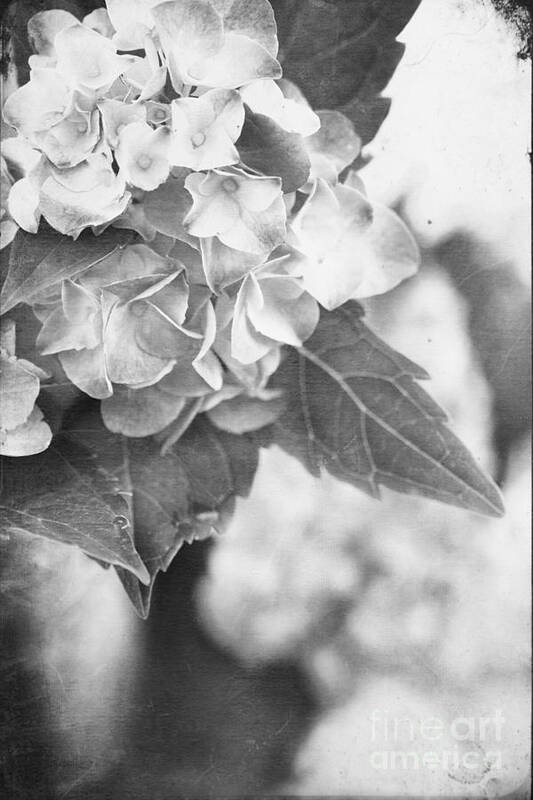 Hydrangea Poster featuring the photograph Hydrangeas #3 by Stephanie Frey