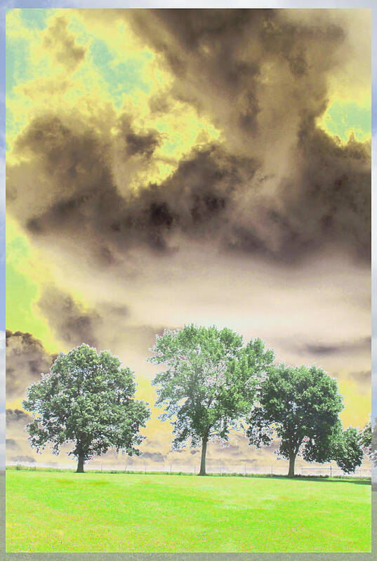 Trees Poster featuring the photograph 3 Trees Series - #2 by Feather Redfox