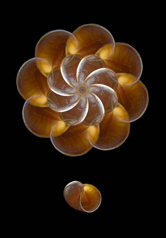 Seashell Poster featuring the photograph 3984 by Peter Holme III