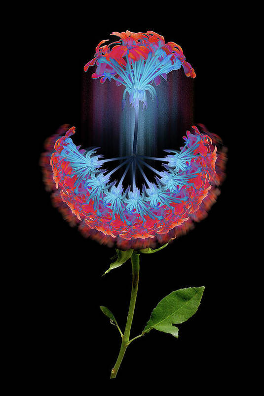 Flower Poster featuring the photograph 4389 by Peter Holme III