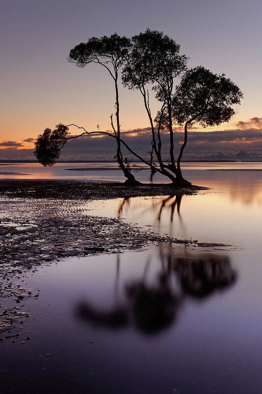 Mangrove Poster featuring the photograph Beachmere #5 by Robert Charity