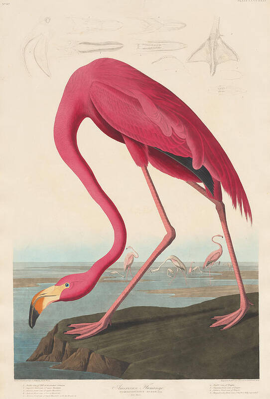 John James Audubon Poster featuring the painting American Flamingo #6 by John James Audubon