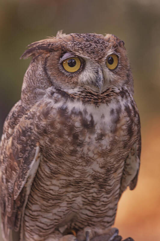 Animal Poster featuring the photograph Great Horned Owl #6 by Brian Cross