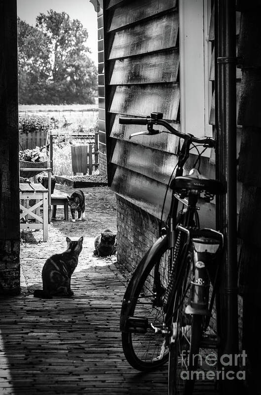 Europe Poster featuring the photograph A Backstreet With Cats And Bicycle In Marken B/W by RicardMN Photography