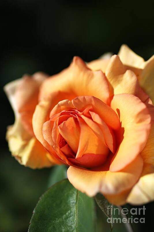 Rose Poster featuring the photograph A Blushing Orange Rose by Joy Watson