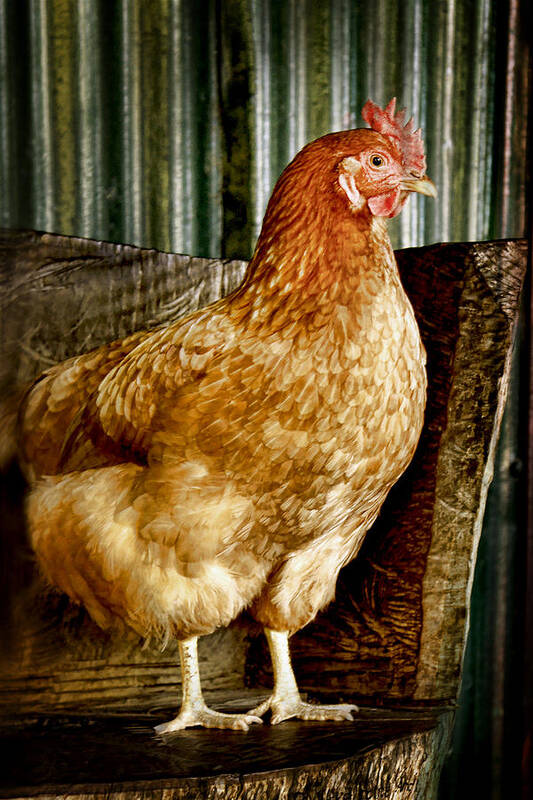 Animals Poster featuring the photograph A Chicken named Rembrandt by Holly Kempe